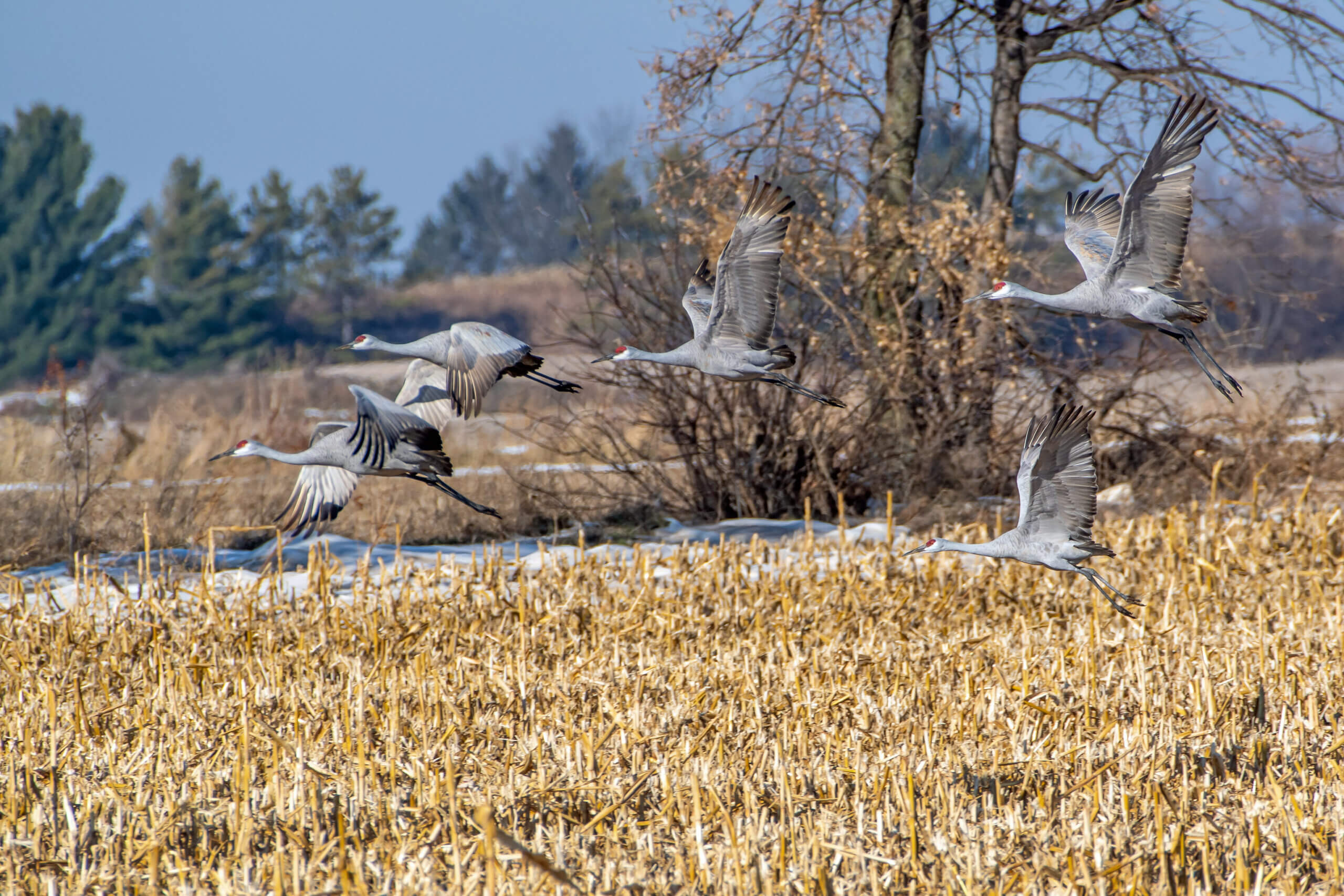 Several cranes flying over a snowy cornfield with a backdrop of pine trees,