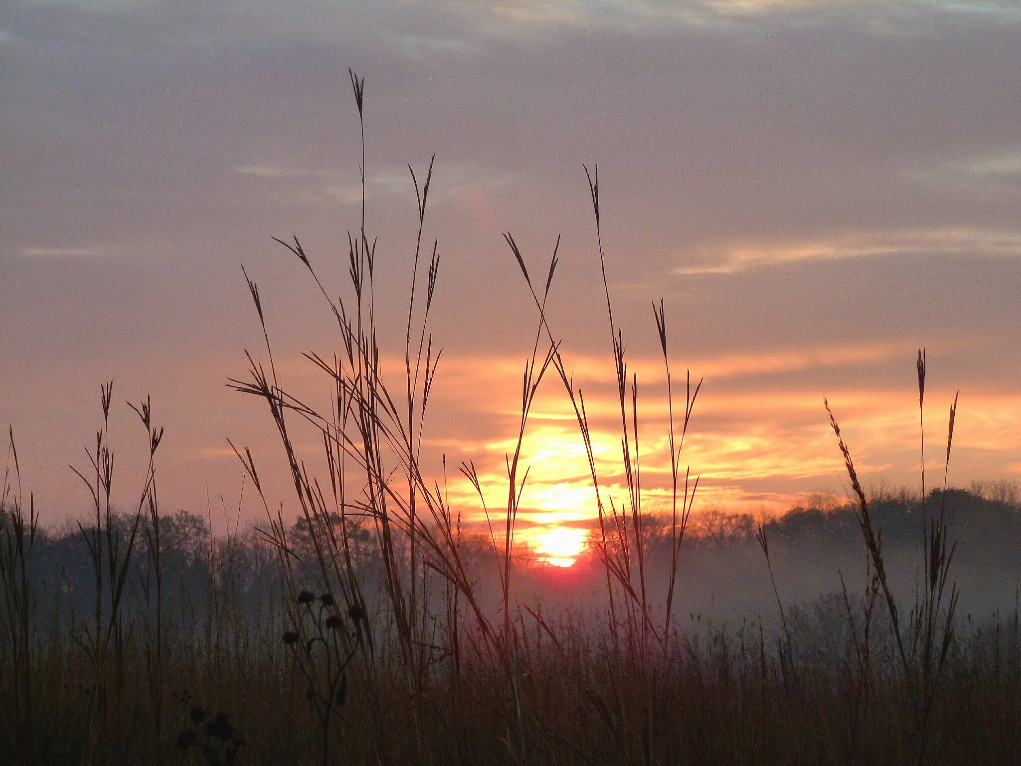 Sunrise at a marsh with the soft orange glow of the morning sun peeking out over treetops and prairie grasses.