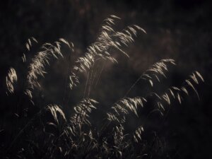 Silhouettes of prairie plants gently blowing in the breeze