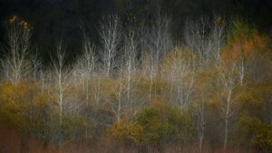 Aspen trees in late fall with bare white skinny branches surrounded by more colorful deciduous trees.