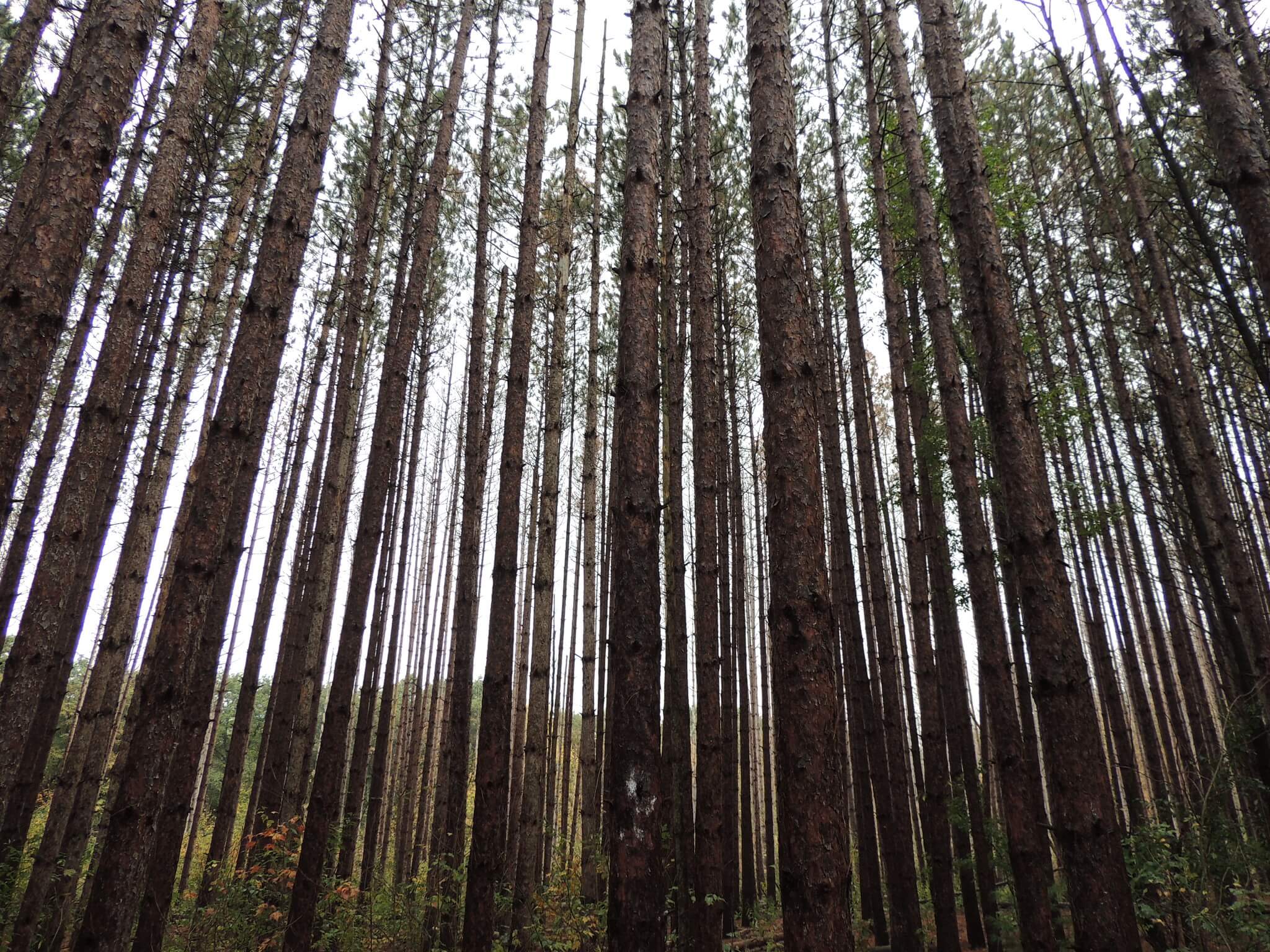 A group of closely packed tall skinny trees.