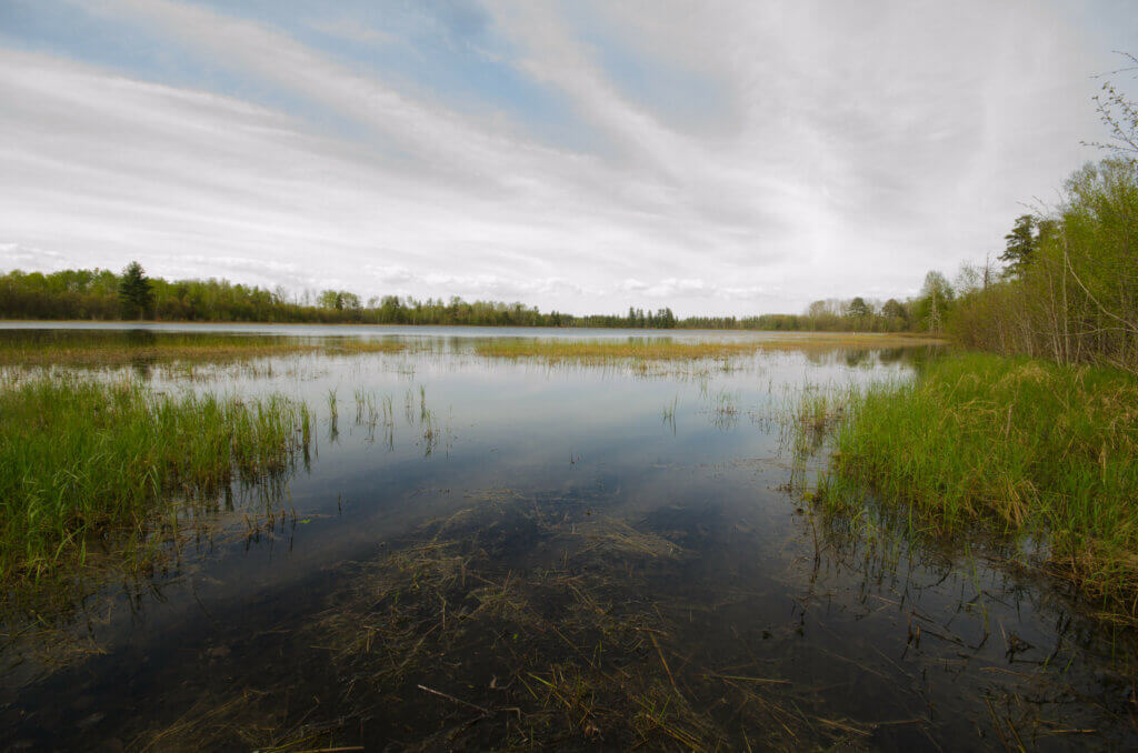 A marshy lake with tall grasses and reeds with a gray sky and wispy clouds.