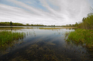 A marshy lake with tall grasses and reeds with a gray sky and wispy clouds.