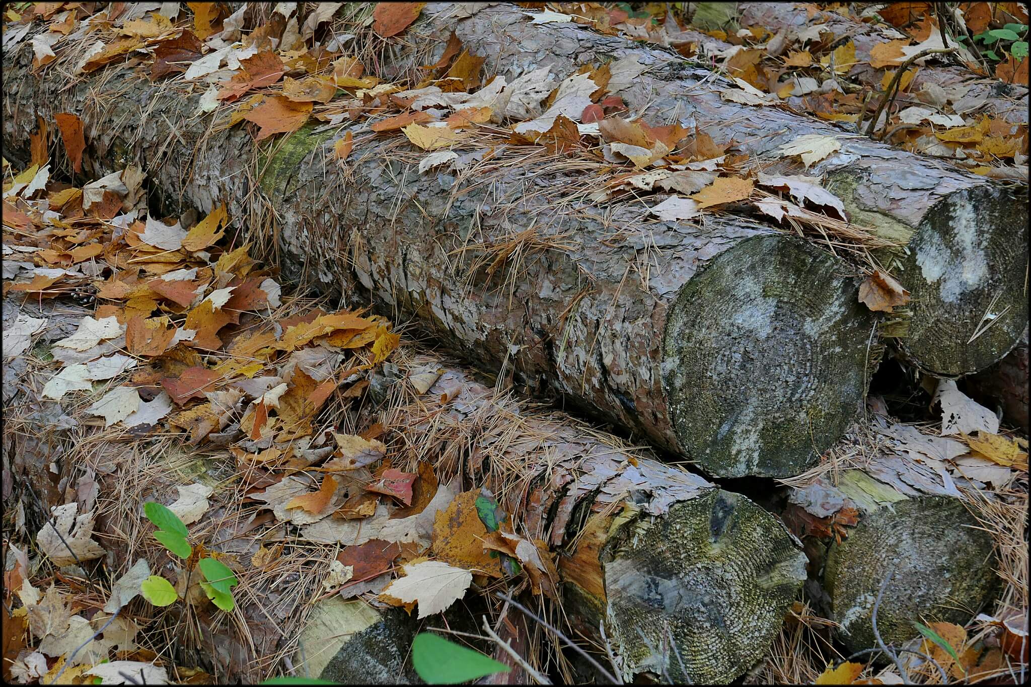 A pile of neatly stacked logs covered in autumn leaves.