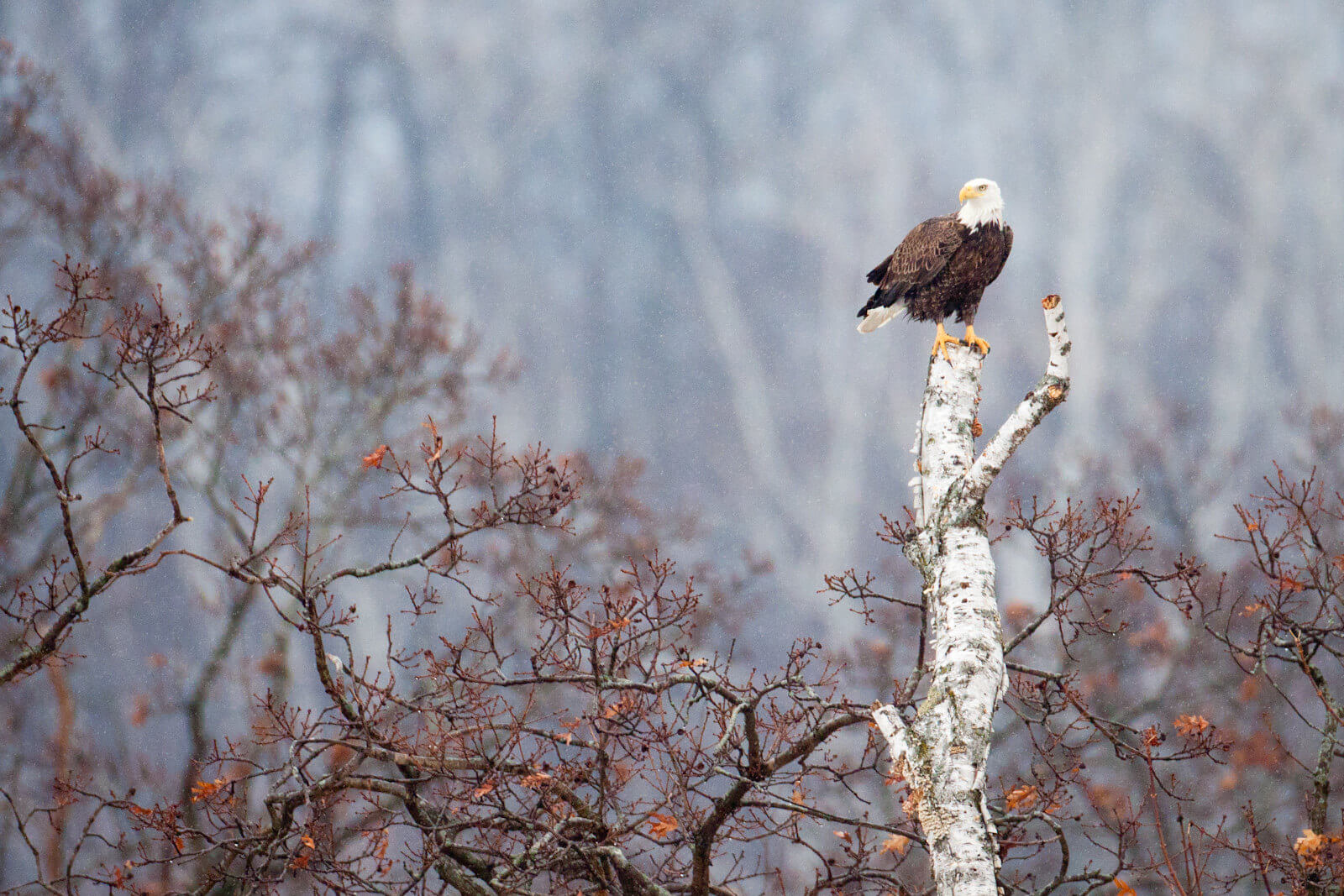 A bald eagle perched on the top of a broken off birch tree.