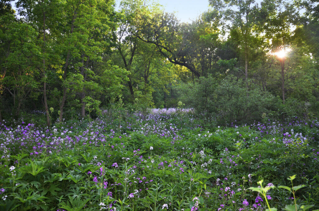 A field of purple phlox blooming in the UW Madison Arboretum