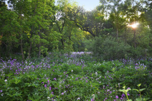 A field of purple phlox blooming in the UW Madison Arboretum.