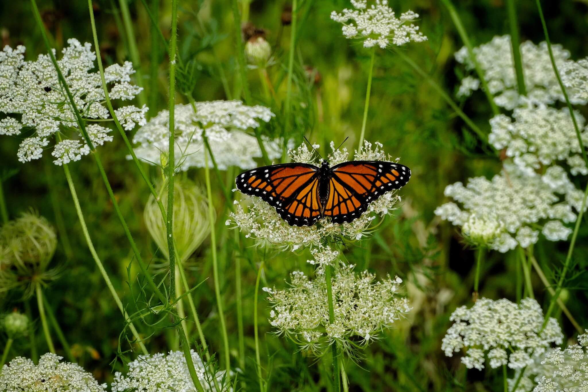 A monarch butterfly on white flowers.