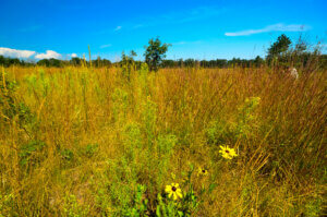 A green and yellow meadow in summer beneath a blue sky.