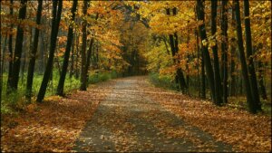 A paved trail in autumn going through a wooded area with colorful trees.