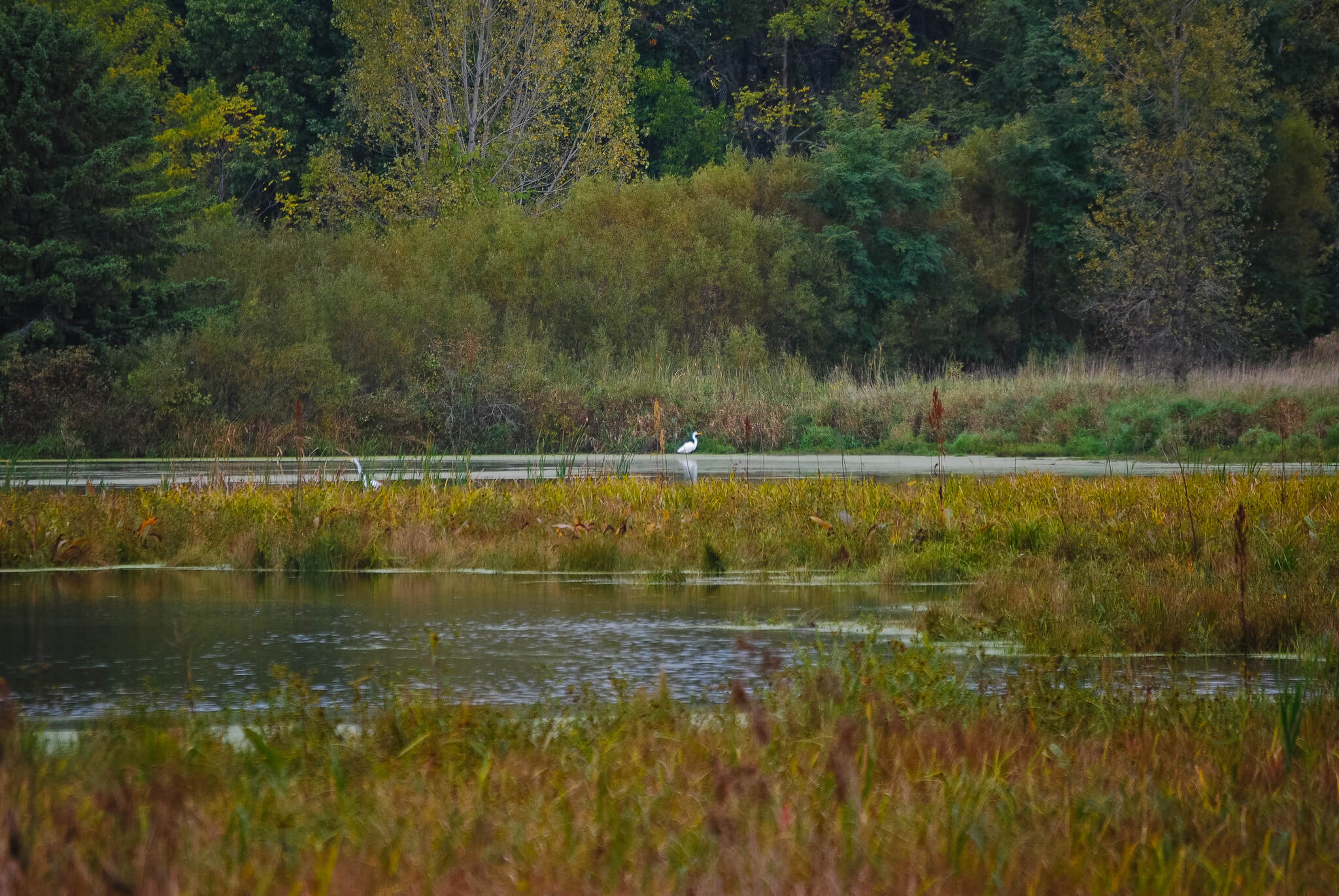 Wetland in fall with two white birds in the shallow water.