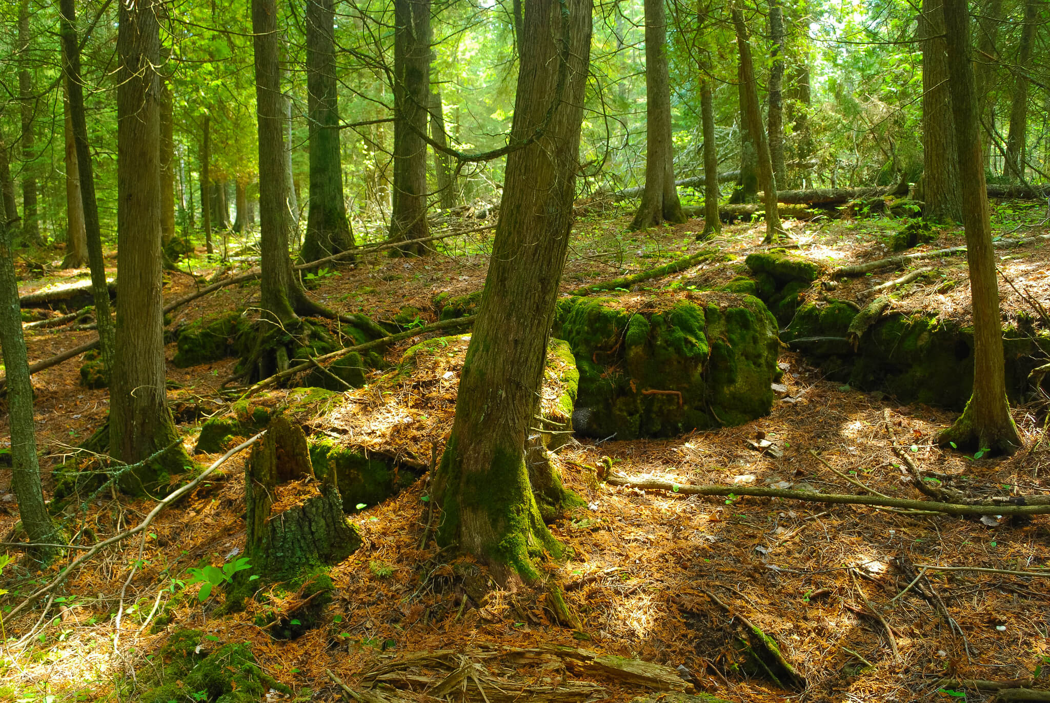 Sun shining through a forest lined with moss-covered rock.