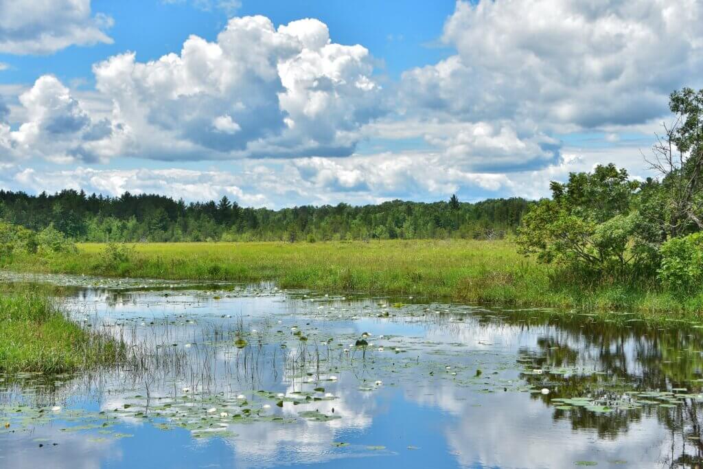 A wetland in summer surrounded by green marsh grass and trees.