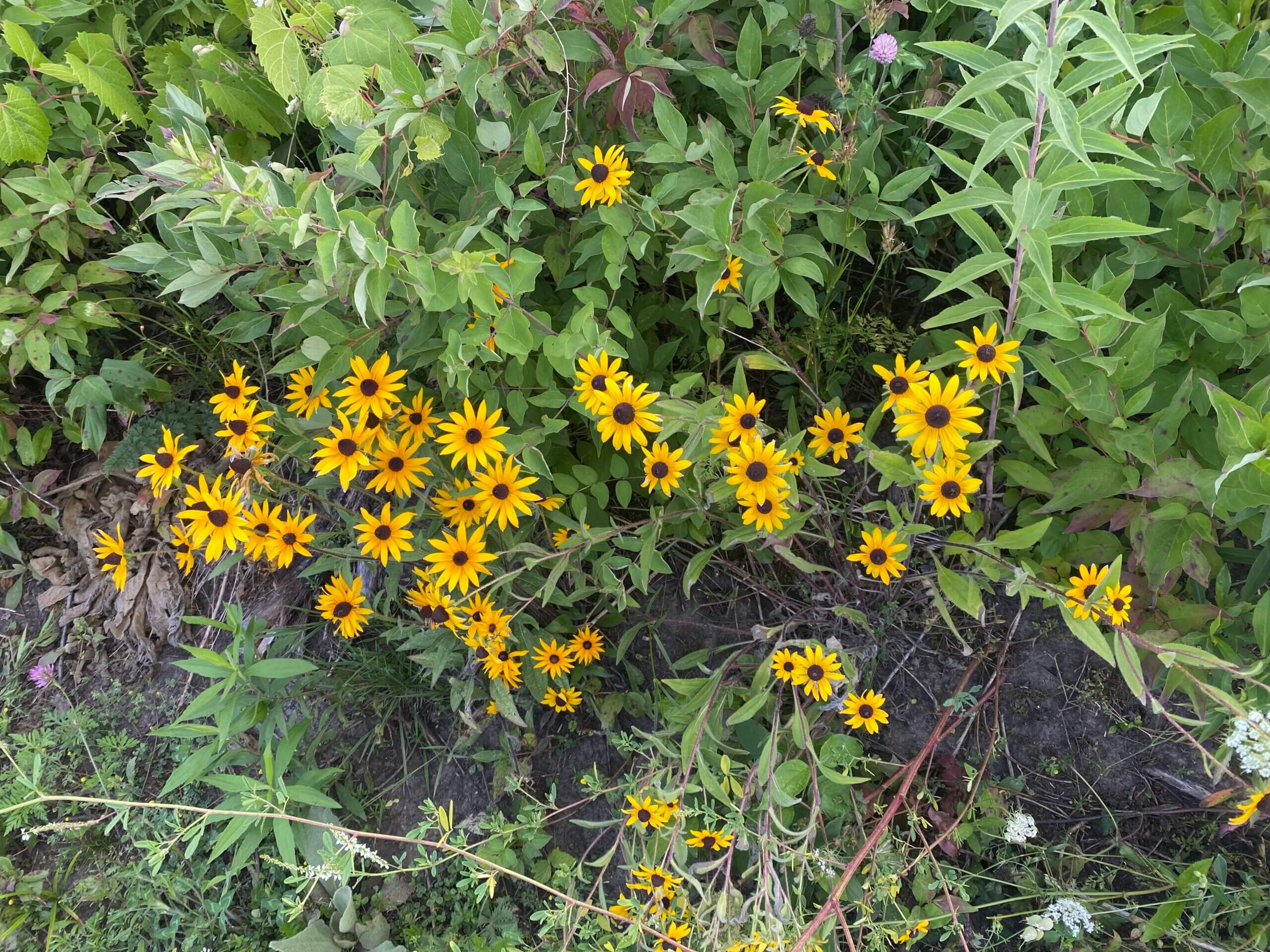 Yellow wildflowers in a grassy area.