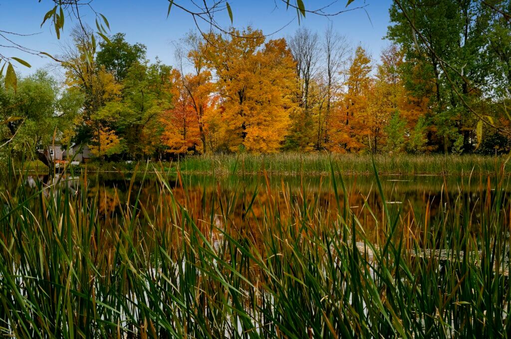 A lake in autumn, surrounded by tall grass and trees in the background.