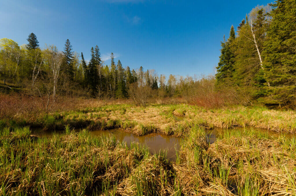 Wetland with a line of trees on the horizon.