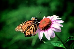 Close up of monarch butterfly resting on a purple flower.
