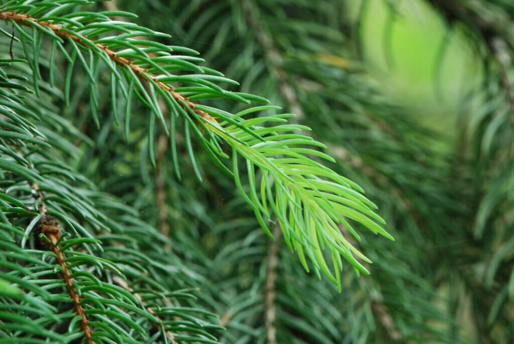 Close-up of a sprig of white spruce pine needles.
