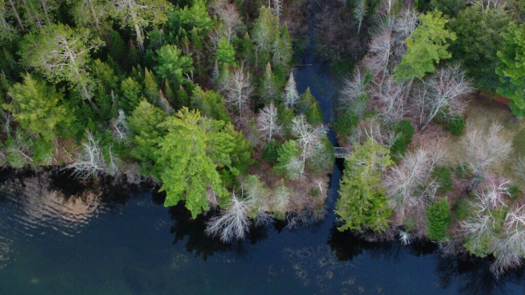 An aerial view of water meeting the edge of a green forest with a small footbridge.