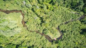 An aerial view of a creek flowing through green forest.