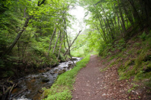 A trail winds through a green forest alongside a stream.