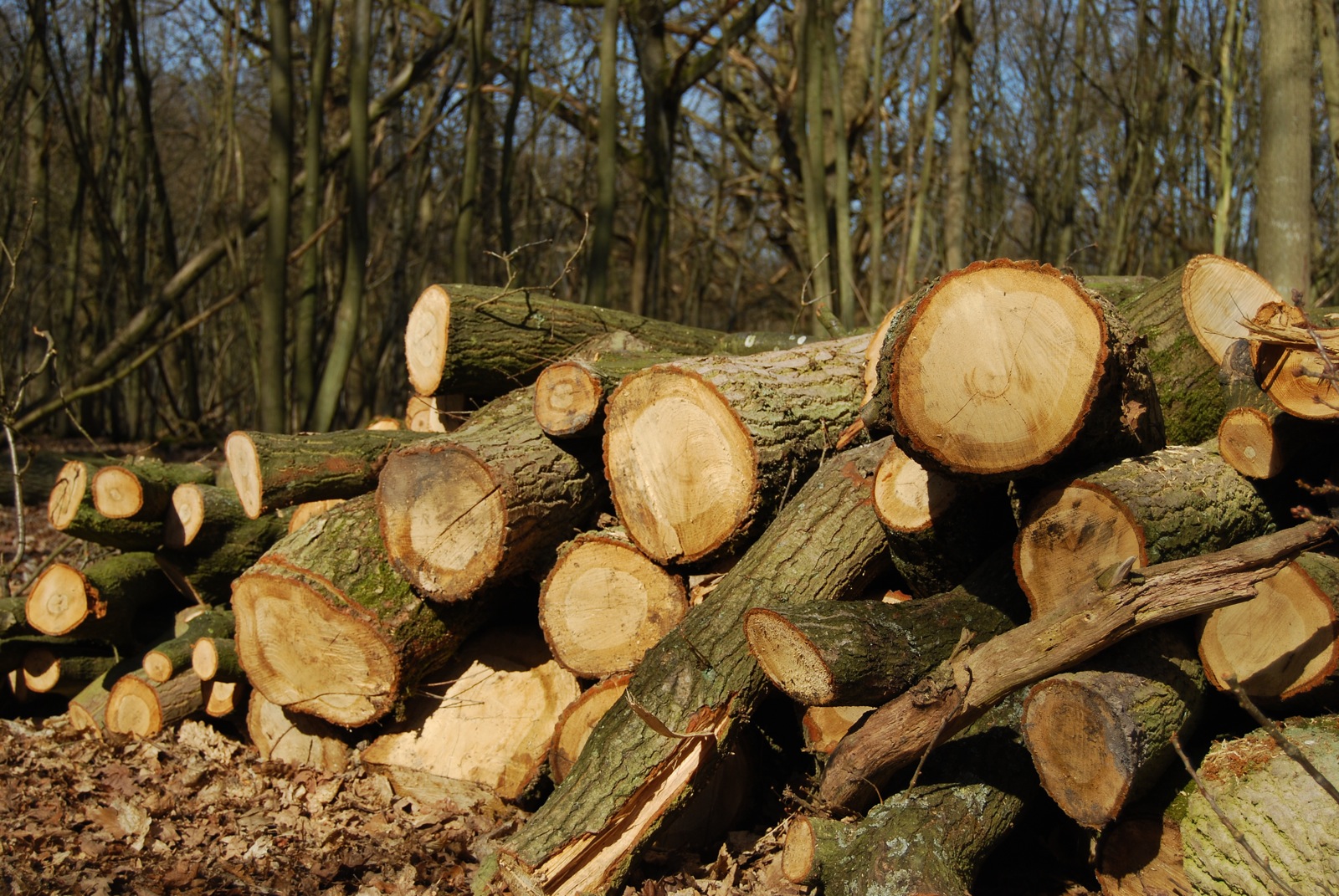 A pile of timber.