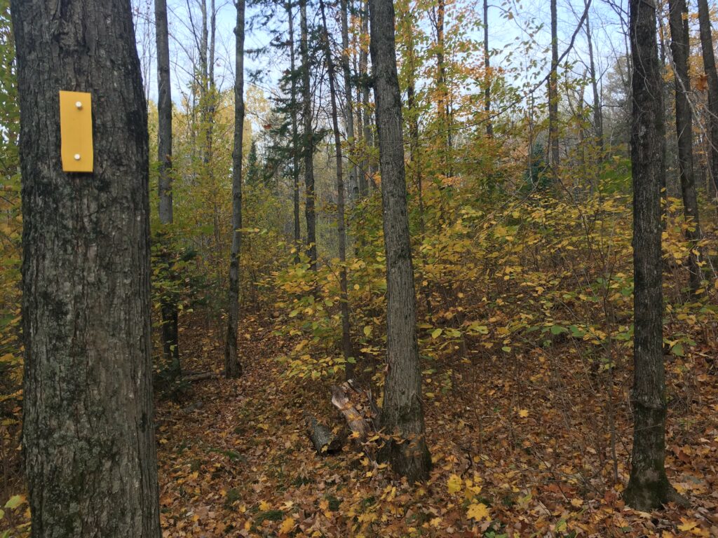 A yellow blaze is attached to the bark of a tree in a forest. Sunlight filters through the green leaves of the trees.