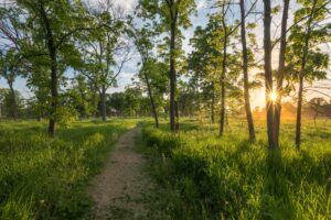 A trail winds through a grassy field with trees towards a sunset in the distance.