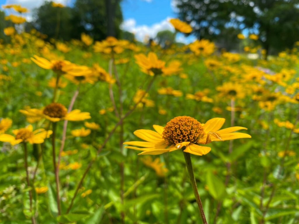 A close-up of a yellow flower in a field of yellow flowers.