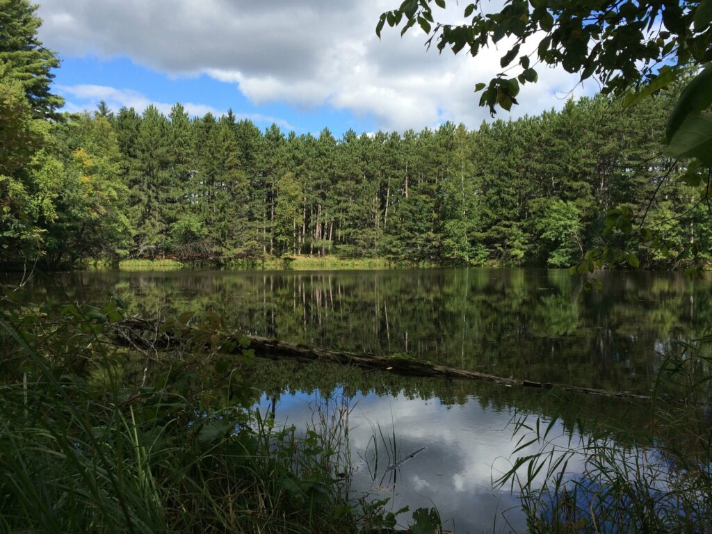 A lake surrounded by tall pine trees. There is blue sky with large white clouds, which is also reflected in the water.