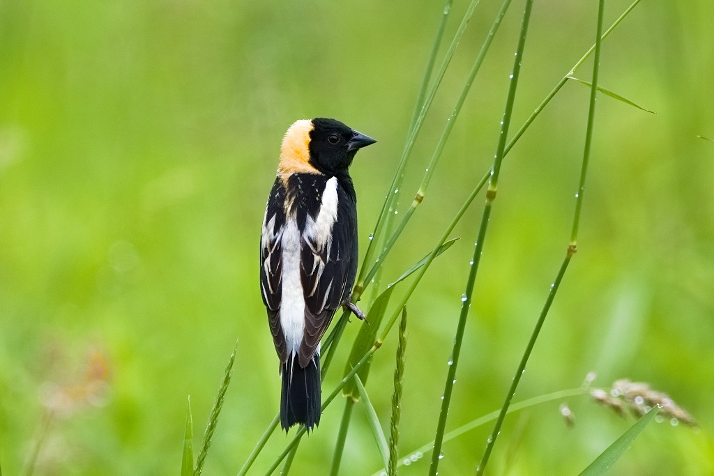 A close-up of a black and white bird, with yellow on the back of its back. The bird is sitting on a thing green stalk.