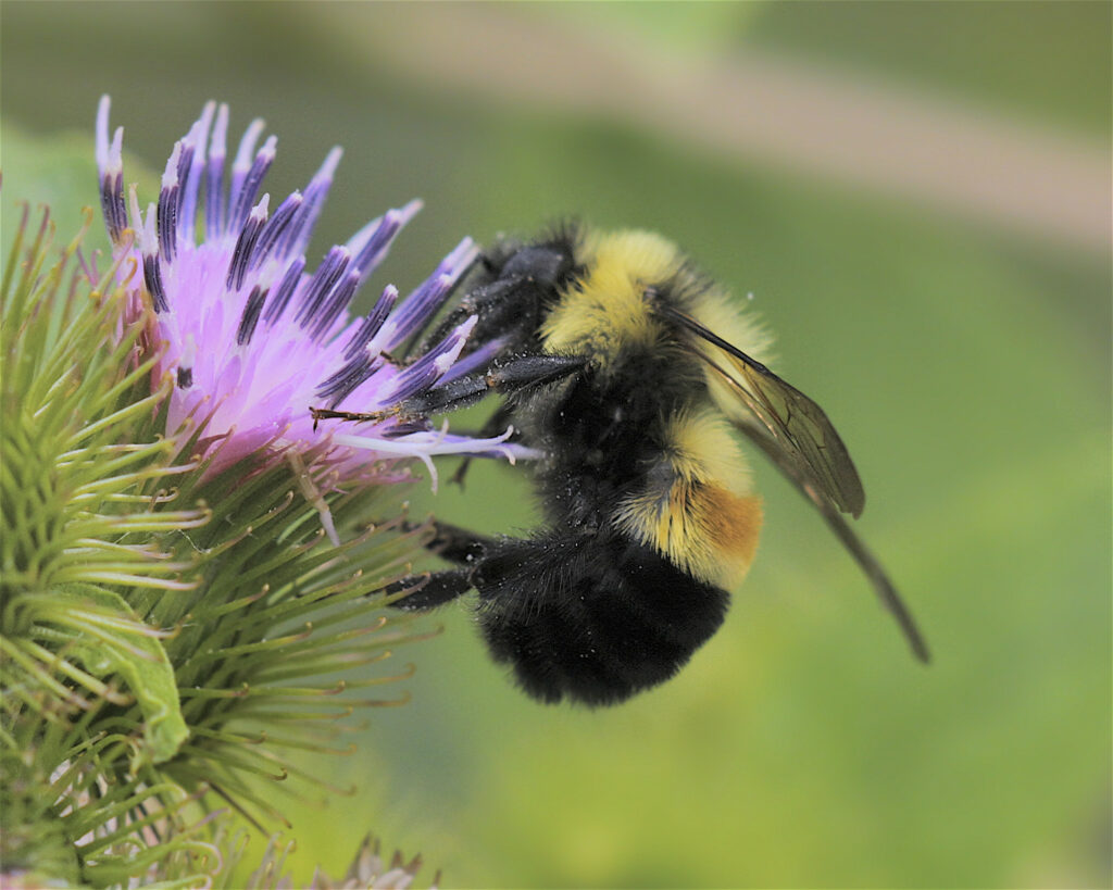 A close-up of a fuzzy bumblebee pollinating a bright purple flower with short, straight petals.