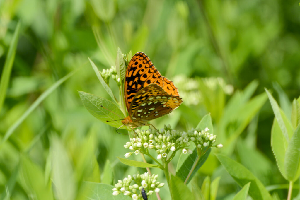 A orange butterfly with some black on its wings rests on a green plant among other green plants.