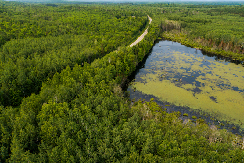 Aerial view of a dense green forest landscape with a winding road cutting through the trees, stretching to the horizon.