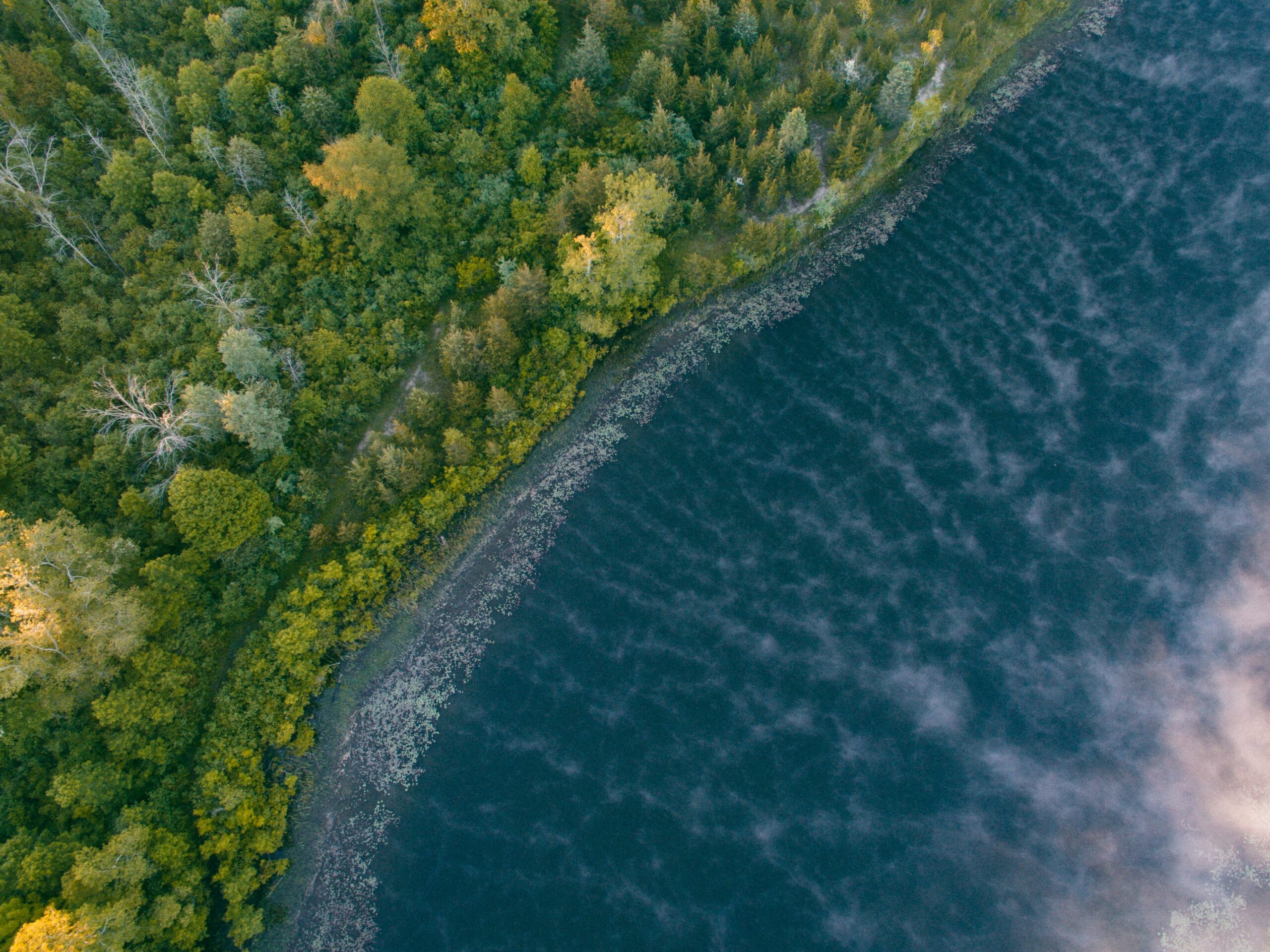 Aerial view of shoreline meeting the edge of a green forest.