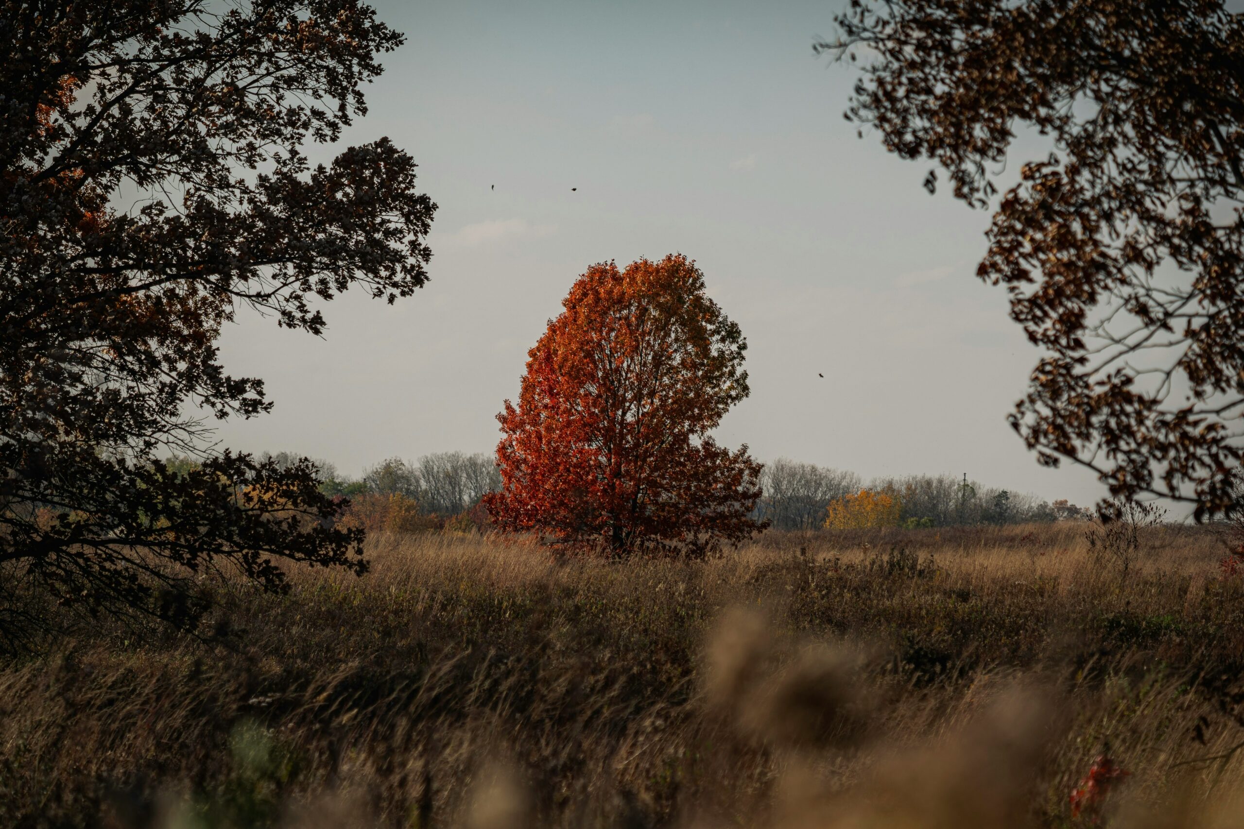 A grassy field with trees in it. In the center is a lone tree with brilliant red fall colors.