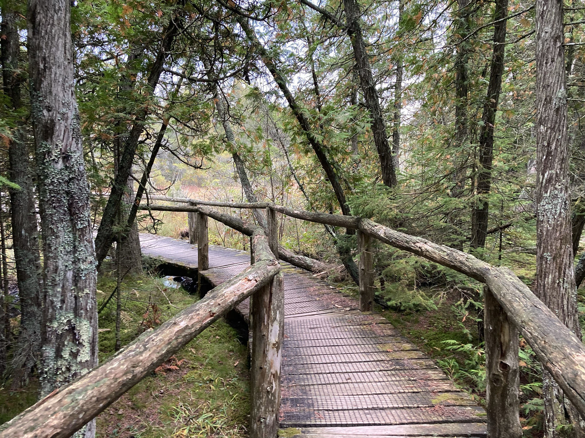 A wooden boardwalk winds through a lush, mossy boreal forest.