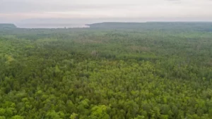 Aerial view of a dense forest on a foggy day with shoreline far on the horizon.