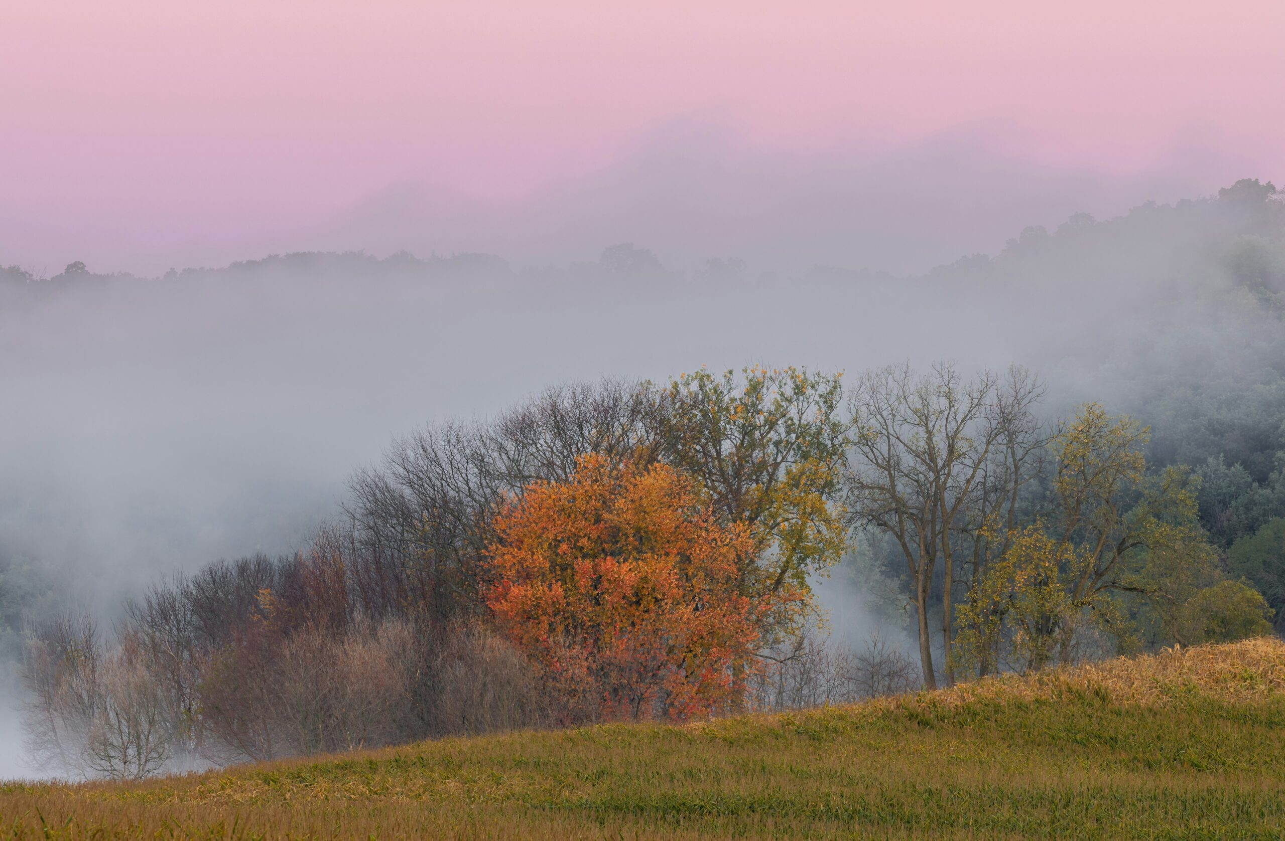 Brown trees near a green grass field on a hazy morning.