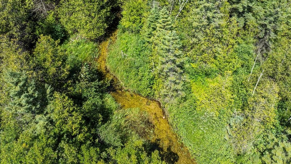 An aerial view of a small creek running through a dense green forest.