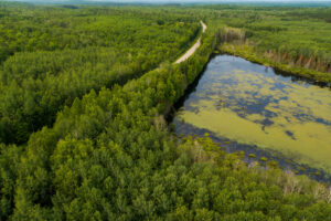 Aerial photo of water coursing through through green vegetation.