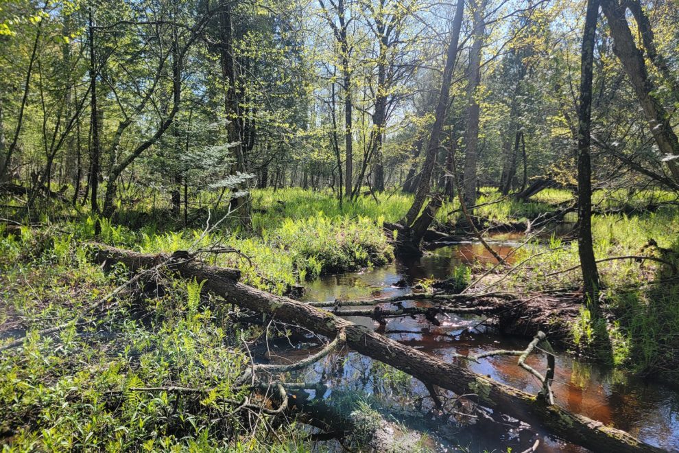 A stream running through a forest.