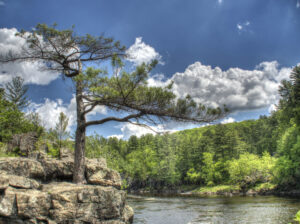 A scenic view of trees overlooking a riverway.