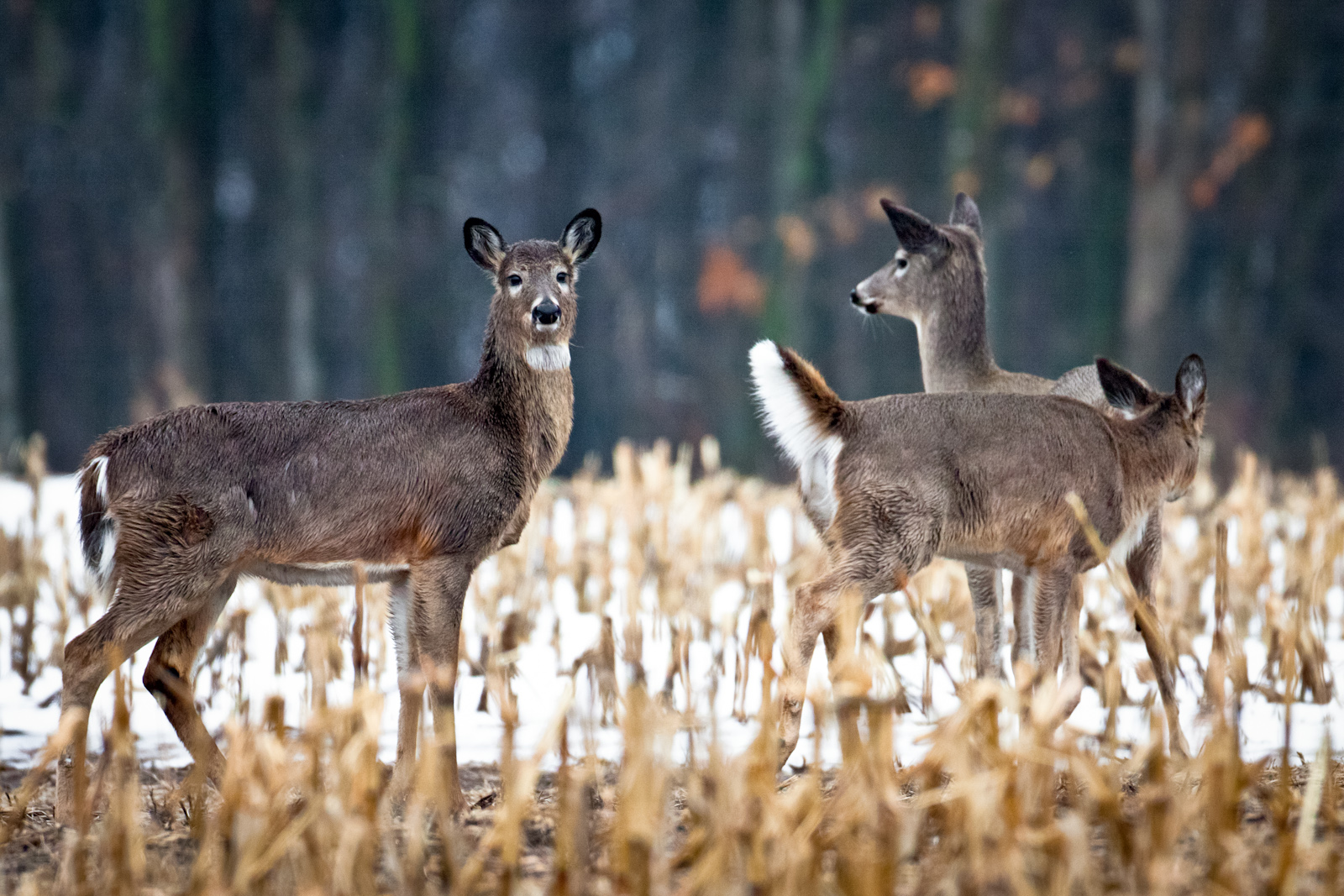 Three white-tailed deer standing in a late fall field.