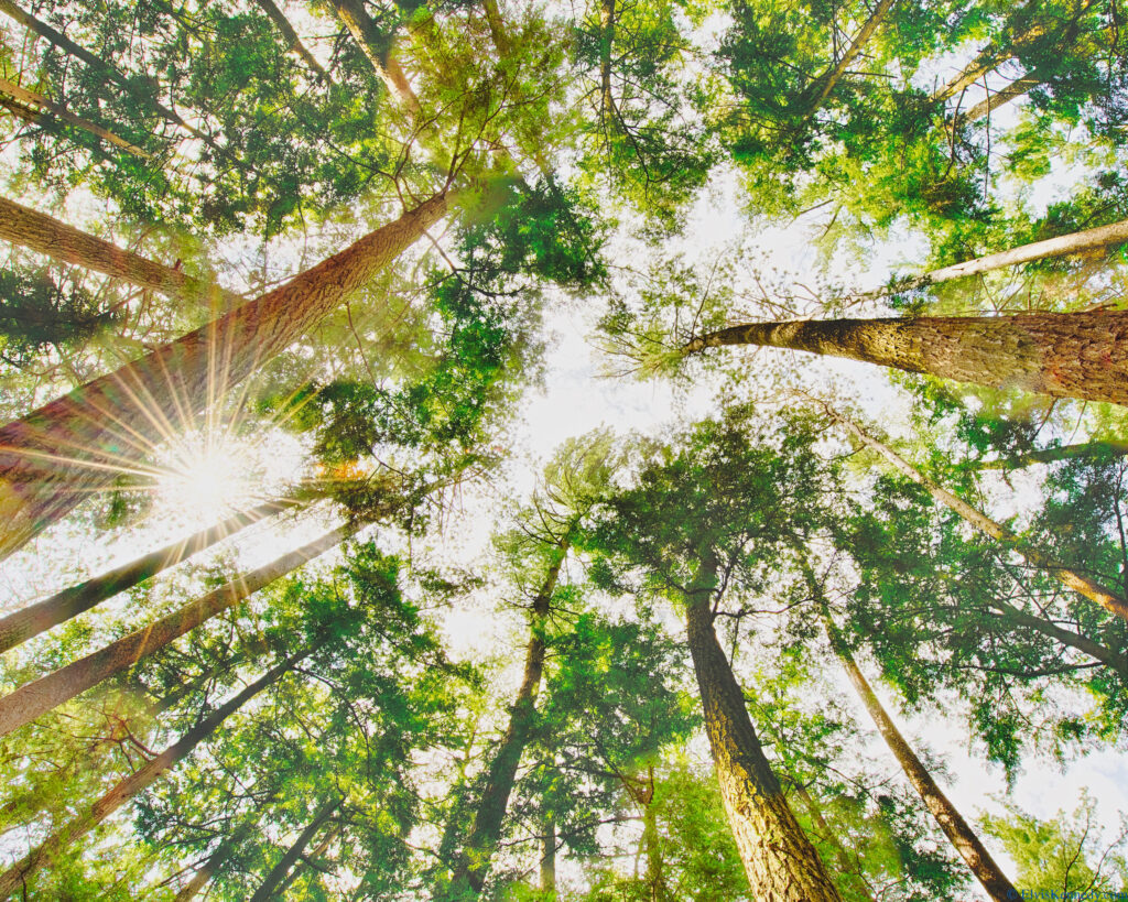 Looking up through a canopy of tall pine trees. Sunlight is shining down.