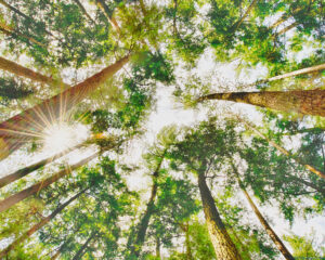 Looking up through a canopy of tall pine trees. Sunlight is shining down.