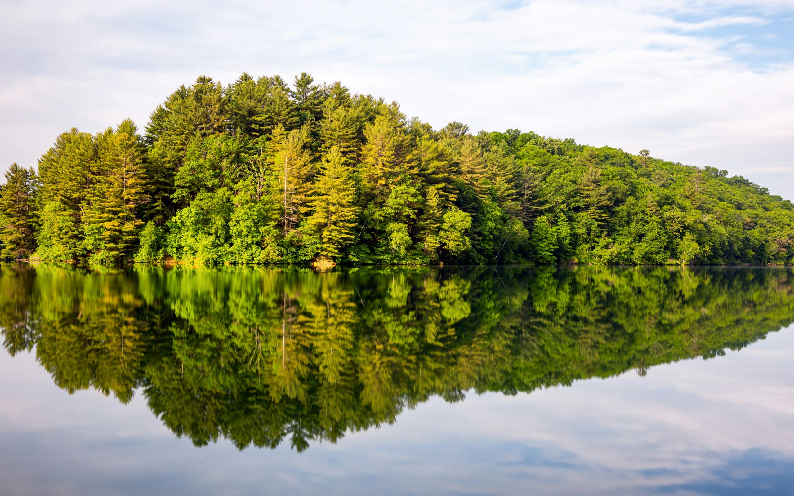 An island of trees reflected against a body of water in daytime.