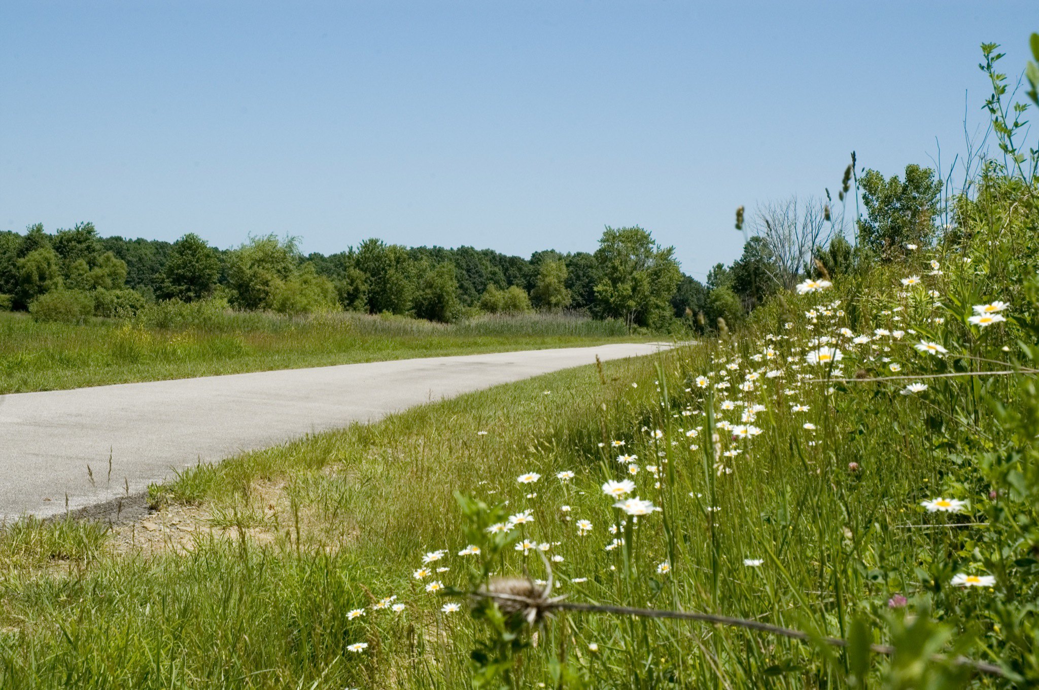 A paved path cuts through a green meadow with white flowers.