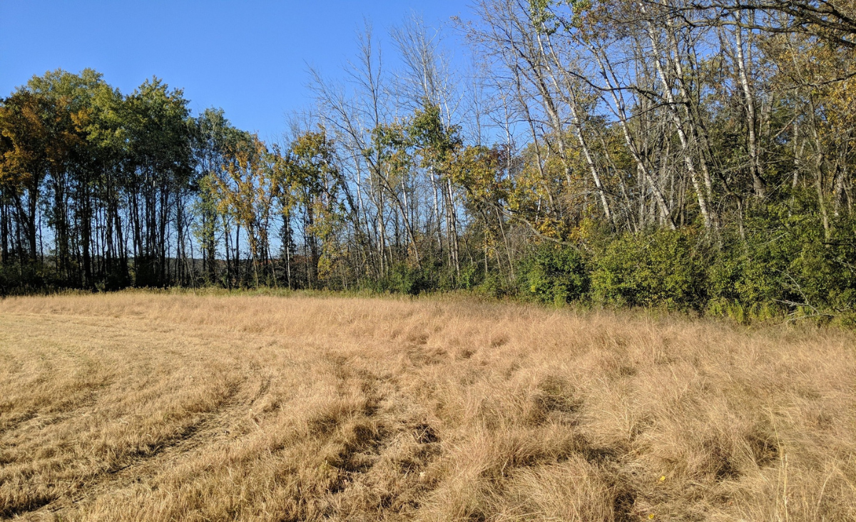 A grassy meadow lined with trees.