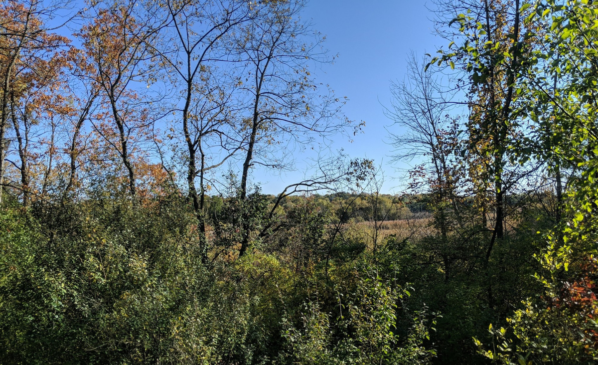 Trees and a meadow.